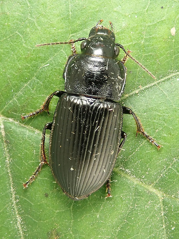 Carabidae: Anisodactylus sp. da confermare